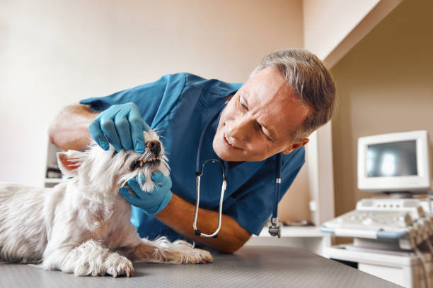 Best Dental Abscess Treatment in Kaufman, TX